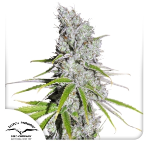 Dutch Passion CBD Skunk Haze Art.-Nr. DutcPa-94581