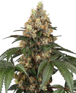 Sensi Seeds Chocolate Rainbow XXL Art.-Nr. SensSe-99192