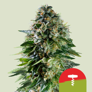 Royal Queen Seeds/RQS Corkscrew Auto (Tyson 2.0) Art.-Nr. RoyaQu-99051