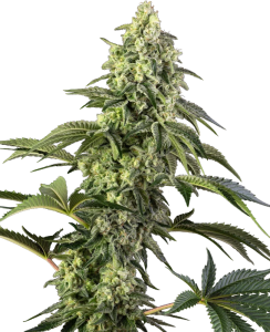 Sensi Seeds Cosmic Kiss Art.-Nr. SensSe-99193