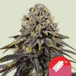 Royal Queen Seeds/RQS Dynamite Diesel (Tyson 2.0) Art.-Nr. RoyaQu-99047