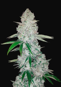 FastBuds Seeds Gorilla Glue Auto (FastBuds) Art.-Nr. FastBu-1963