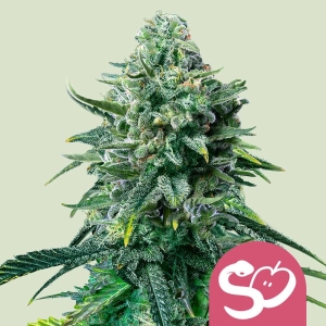 Royal Queen Seeds/RQS Forbidden Fruit (RQS) Art.-Nr. RoyaQu-99488