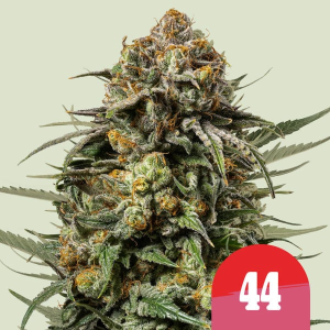 Royal Queen Seeds/RQS Gelato 44 (Tyson 2.0) Art.-Nr. RoyaQu-99046