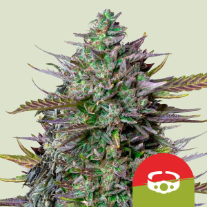 Royal Queen Seeds/RQS GOAT'lato Auto (Tyson 2.0) Art.-Nr. RoyaQu-99050