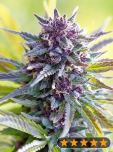 PowerStrains Grandaddy Purple Art.-Nr. PowerS-98239