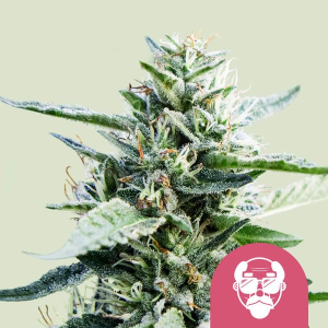 Royal Queen Seeds/RQS Granddaddy Purple (RQS) Art.-Nr. RoyaQe-98990