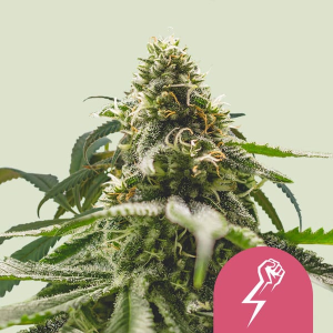 Royal Queen Seeds/RQS Green Crack Punch Art.-Nr. RoyaQu-96326