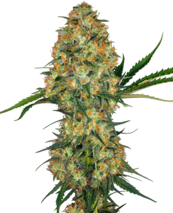 Sensi Seeds Hindu Kush (Sensi Seeds) Art.-Nr. SensSe-2266