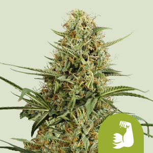 Royal Queen Seeds/RQS Hulkberry Auto Art.-Nr. RoyaQu-96348