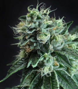 Subcool’s The Dank Jesus OG (TGA) Art.-Nr. SbcTD-98698