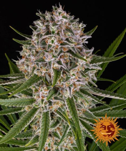 Barneys Farm Lemon Haze Auto (Barney's) Art.-Nr. BarnFa-98345