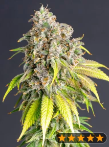 PowerStrains Lemon Haze Original Art.-Nr. PowerS-98242