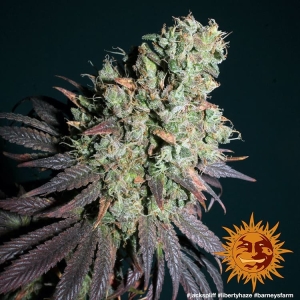 Barneys Farm Liberty Haze Art.-Nr. BarnFa-3764