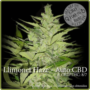 élite Seeds Llimonet Haze Auto CBD Art.-Nr. éLite-98035