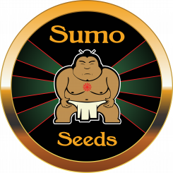 Sumo Seeds CBD Harlequin Art.-Nr. SumoSe-99179