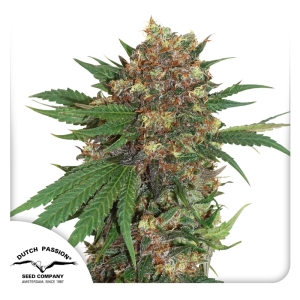 Dutch Passion Master Kush Art.-Nr. DutcPa-94553