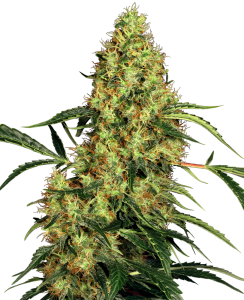 Sensi Seeds Mexican Sativa Art.-Nr. SensSe-97497