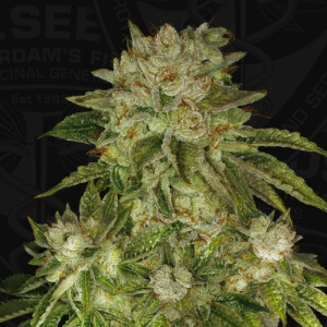 T.H. Seeds MK-Ultra regulär Art.-Nr. T.H.Se-96914