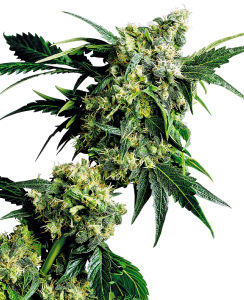 Sensi Seeds G13 x Hash Plant regular Art.-Nr. SensSe-3986