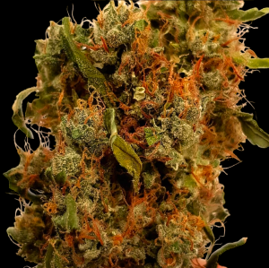 BSB Genetics Northern Big Bud Auto Art.-Nr. BSBGe-98004