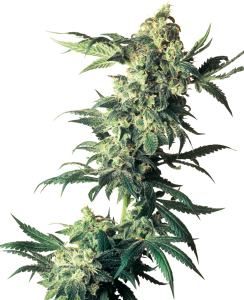 Sensi Seeds Northern Lights (Sensi Seeds) Art.-Nr. SensSe-97495