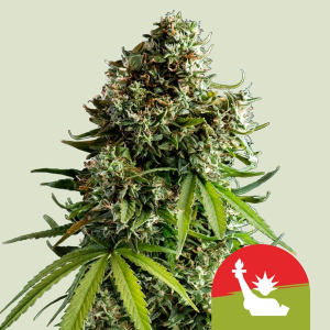 Royal Queen Seeds/RQS NYC Sour D Auto (Tyson 2.0) Art.-Nr. RoyaQu-99049