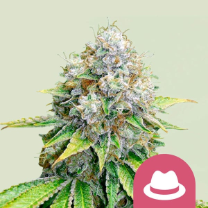 Royal Queen Seeds/RQS OG Kush (RQS) Art.-Nr. RoyaQu-96269