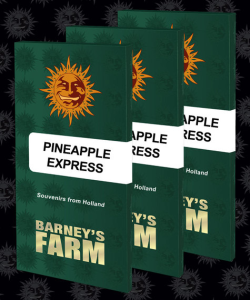 Barneys Farm Pineapple Express (BF) Art.-Nr. BarnFa-97981