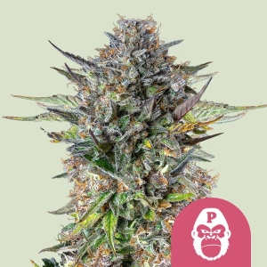 Royal Queen Seeds/RQS Pink Gorilla Art.-Nr. RoyaQu-99514