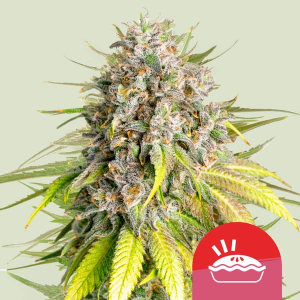 Royal Queen Seeds/RQS Punch Pie (Tyson 2.0) Art.-Nr. RoyaQu-99048