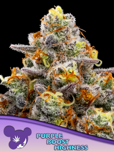 Anesia Seeds Purple Boost Highness Art.-Nr. AnesSe-98279