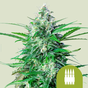 Royal Queen Seeds/RQS Royal AK Automatic Art.-Nr. RoyaQu-96260