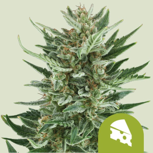 Royal Queen Seeds/RQS Royal Cheese Automatic Art.-Nr. RoyaQu-96279