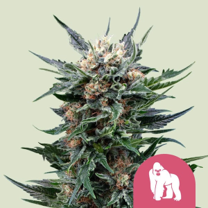 Royal Queen Seeds/RQS Royal Gorilla Art.-Nr. RoyaQu-96311