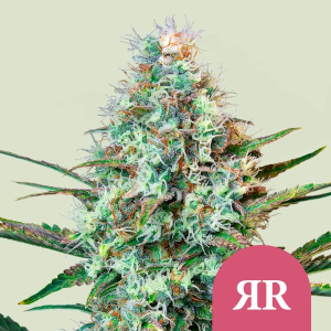 Royal Queen Seeds/RQS Royal Runtz Art.-Nr. RoyaQu-97635