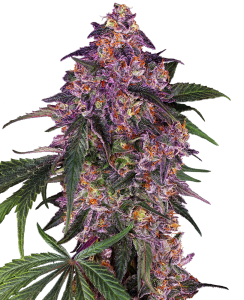 Sensi Seeds Sensi Purple Kush Art.-Nr. SensSe-98223