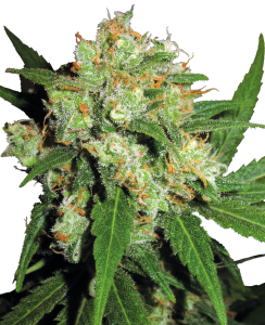 Sensi Seeds Sensi Skunk Art.-Nr. SensSe-97491