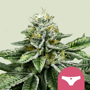 Royal Queen Seeds/RQS Sherbet Queen Art.-Nr. RoyaQu-96332