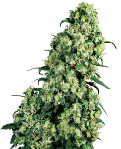 Sensi Seeds Skunk #1 (Sensi Seeds) Art.-Nr. SensSe-97557