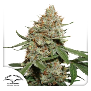 Dutch Passion Skunk #11 Art.-Nr. DutcPa-94566