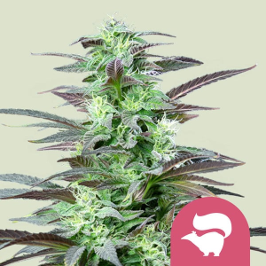 Royal Queen Seeds/RQS Skunk XL Art.-Nr. RoyaQu-96302