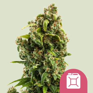 Royal Queen Seeds/RQS Sour Diesel Art.-Nr. RoyaQu-96257