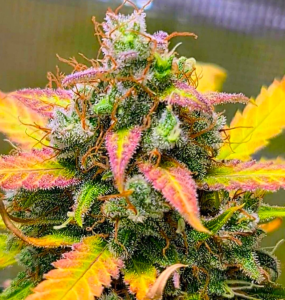 BSB Genetics Strawberry Banana (BSB) Art.-Nr. BSBGe-98000