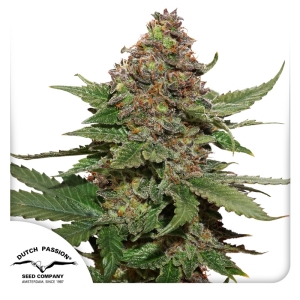 Dutch Passion Strawberry Cough (DP) Art.-Nr. DutcPa-94568