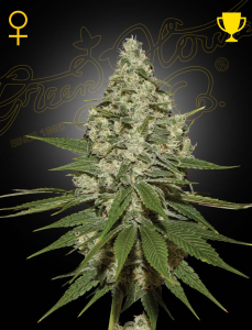 Green House Seed Super Lemon Haze (GH) Art.-Nr. GreeHo-94902