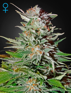 Green House Seed Super Lemon Haze Auto Art.-Nr. GreeHo-94868