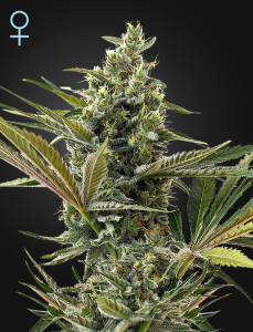 Green House Seed Super Lemon Haze Auto CBD Art.-Nr. GreeHo-94911