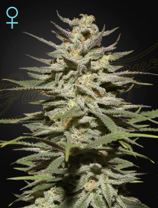 Green House Seed Super Lemon Haze CBD Art.-Nr. GreeHo-94912