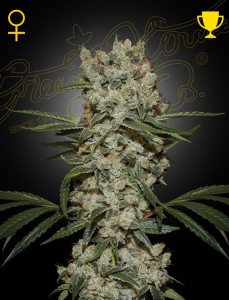 Green House Seed Super Silver Haze Art.-Nr. GreeHo-94903